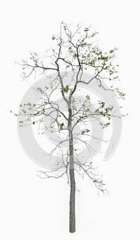 Tree Structure with Leaves Isolated on White Background