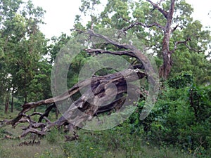 Tree structure in the village jungle