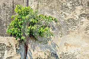 Tree struggles to grow on a concrete wall.