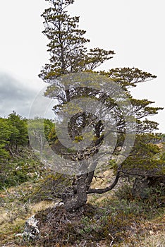 Tree struggling to survive at Martial Mountains, Ushuaia, Argentina