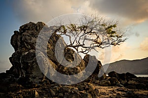 Un albero combattere sul sul la roccia sul Spiaggia 