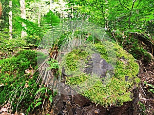 Tree stub in magical scenery