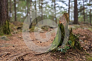 Tree stub with selective focus