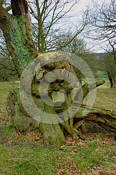 Tree Study, Chatsworth Park, Derbyshire, England.