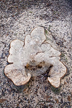 Tree stump