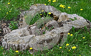 Tree stump