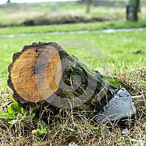 Tree stump