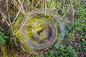 Tree stump