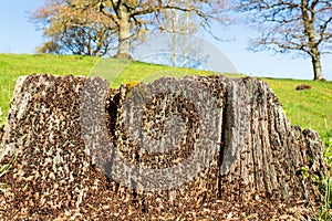 Tree Stump with ants