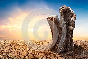 Tree stump on arid ground