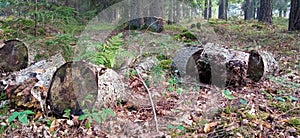 Tree stump in the autumn forest