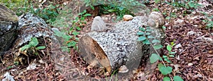 Tree stump in the autumn forest