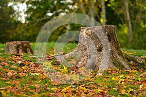Tree stump autumn nature landscape