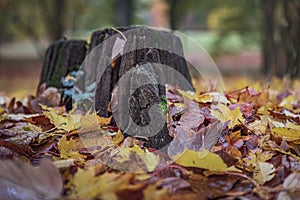 Tree stump in an autumnal park