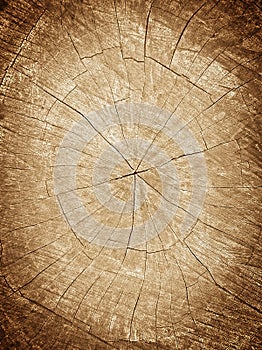 Tree stump background