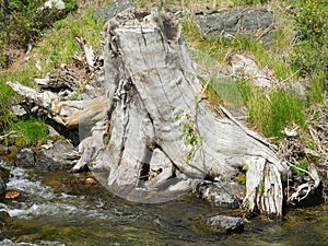 The tree stump on the bank of river.