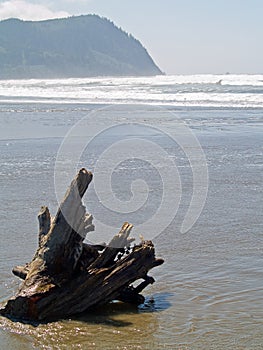 A Tree Stump on a Beach