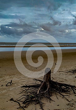 Tree stump on beach