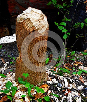 Tree stump Beaver in Forest Wood