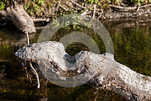 Tree stump with beaver marks in a river under the sunlight
