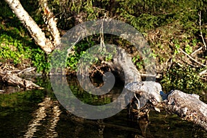 Tree stump with beaver marks in a river under the sunlight