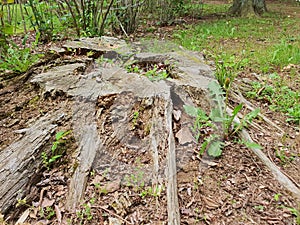 Tree stump after being cut