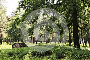 Tree stump in bright and green coniferous forest