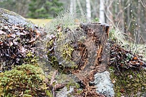 Tree stump in a bright and green coniferous forest. Rotten stump in the Karelian forest overgrown with vegetation