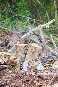 Tree stump and broken branches