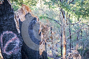 A tree stump burnt by bushfire in regional Australia