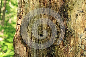 Tree stump, close-up, rotten wood view