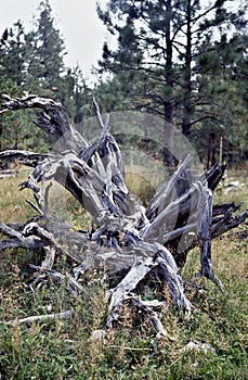 Tree Stump, Coconino National Forest, near Flagstaff, Maricopa County, Arizona