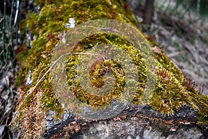 Tree stump covered with green moss