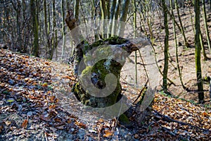 A tree stump