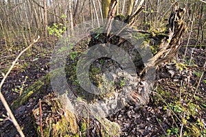 Moldy stump with mosses and small cress (Cardamine hirsuta) photo