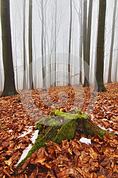 Tree stump covered with moss among red leaves, foggy background in forest