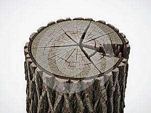 Tree stump cross section isolated on white background