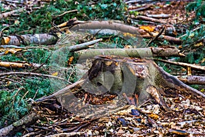 Tree stump of a cut down tree, Deforestation and upkeep, Liesbos forest of breda, The Netherlands