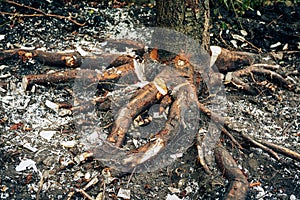 Tree stump with cut roots in garden