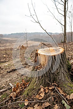 Tree stump from cut tree representing deforestation photo
