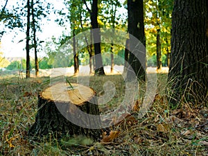 Tree stump after cutting a tree in autumn forest. Autumn forest landscape.