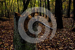 Tree stump in deciduous forest