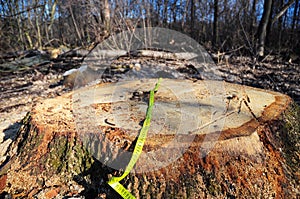 Tree stump after deforestation with measuring tape