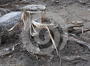 Tree stump in depressing muddy landscape