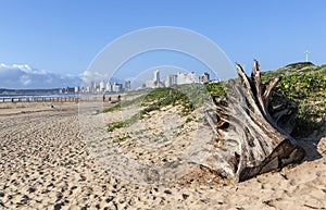 Tree Stump Driftwood with Durban Beachfront in Background