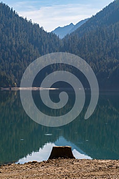 Tree stump on the dry shore of Baker Lake in North Cascades