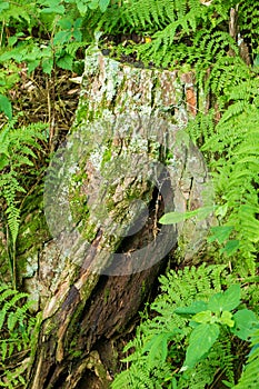 Tree Stump and Eagle Ferns