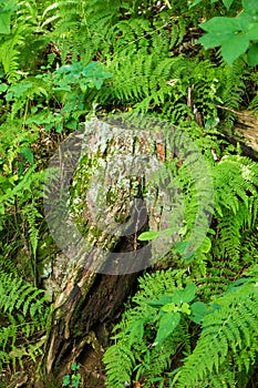 Tree Stump and Eagle Ferns - 2