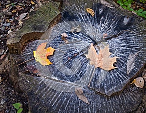Tree Stump in Fall