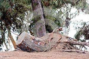 Tree stump fallen